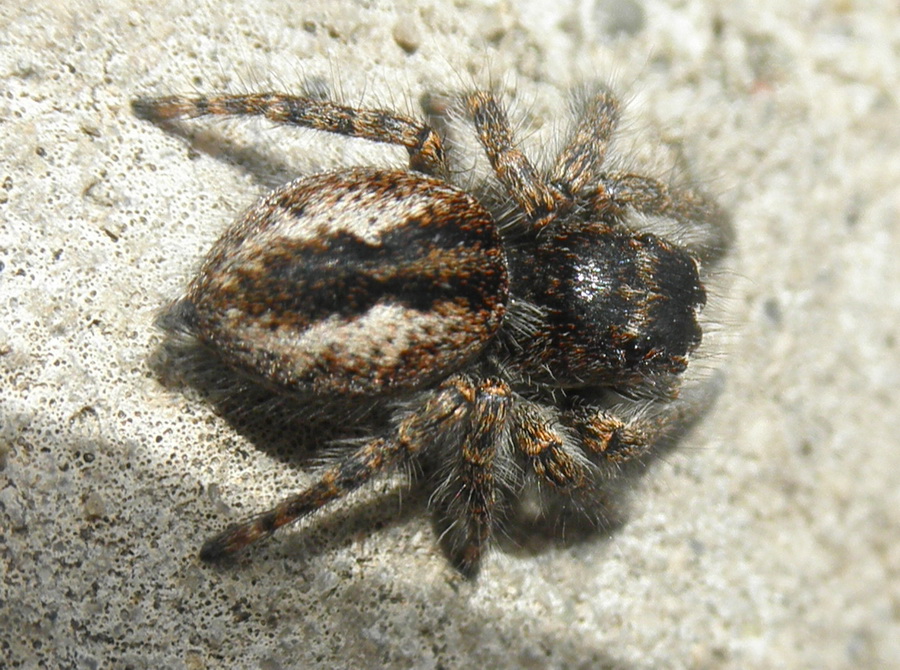 Salticidae: femmina di Philaeus chrysops dalla Grecia